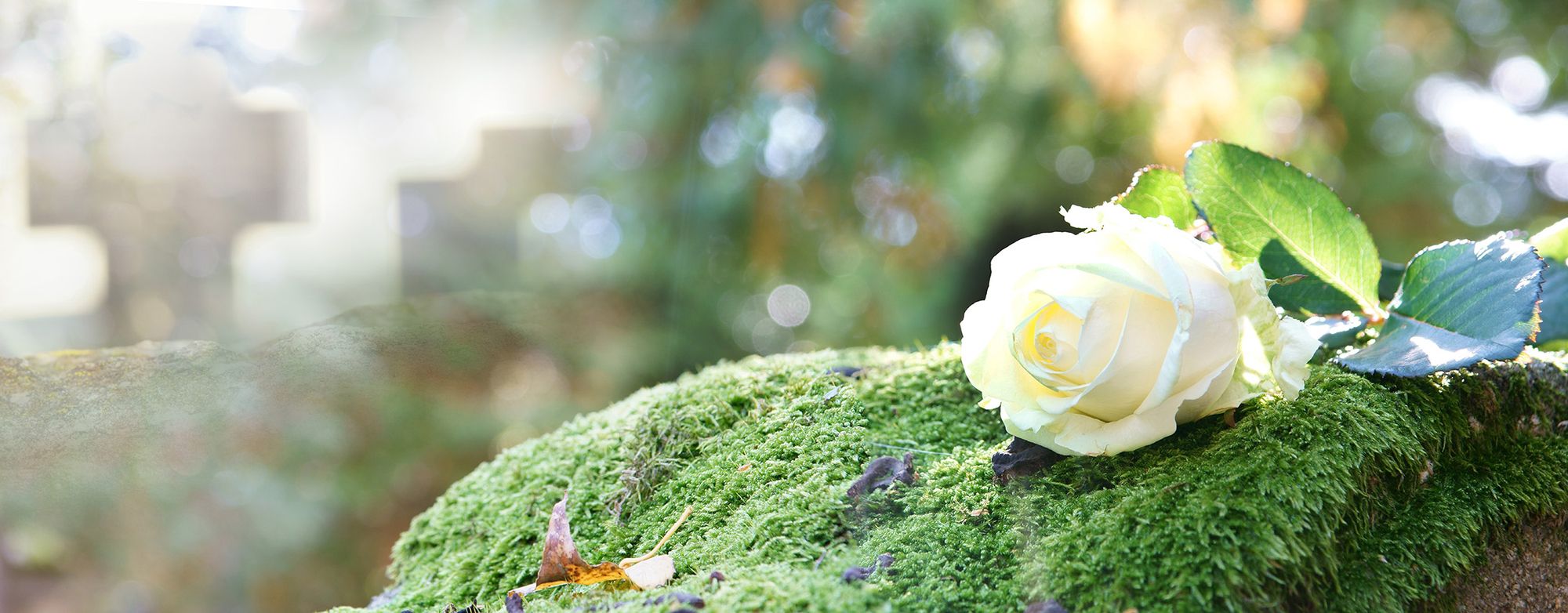 Eine weiße Rose liegt auf einem mit Moos bedeckten Stein, umgeben von natürlicher Schönheit und Ruhe.
